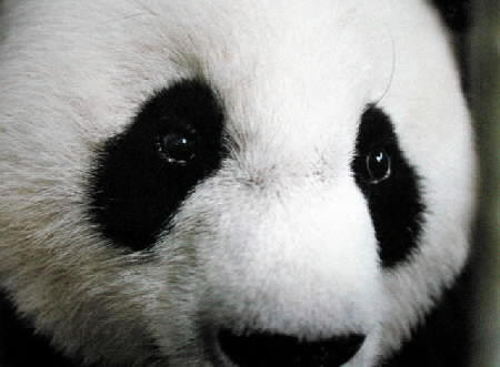 http://www.mataglap.com/Images/sgng/panda.jpg