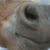 pony