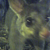 Possum from Huw Price
