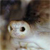 softshell turtle from chicagoherp.org