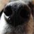 Anonymous dog with a runny nose