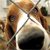 basset hound