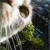 beagleton cat