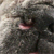 brodie the bulldog from san ds bulldogs