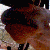 camel