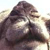 different camel