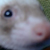 bronski's ferret