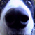collie? dog
