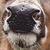 white-tail deer