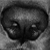 dog nose from Florida International University's SWGDOG program