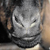 goat's nose from Corbis