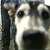lost hurricane dog from CNN