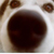husky dog