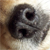 dog nose from icarus laughing