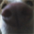 dog nose from lawrence david cute animals