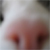 Leah's cat
