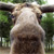 moose