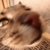 Moses (cat)