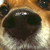 mutt (dog)