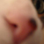 Ollie (cat)