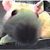 rat