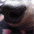 dog nose from sillydog