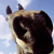 blue sky horse from Corbis