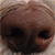 dog nose from steve carter