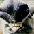tapir