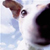 terrier dog from Corbis
