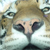 tiger from danikkdesign