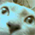 Trent, my cat