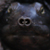 florida softshell turtle