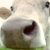 Welsh cow